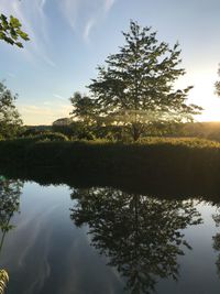 Tree by lake against sky during sunset