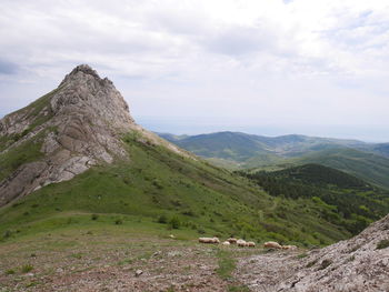 Flock of  sheep grazing on mountain