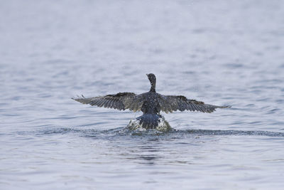 Bird flying over lake