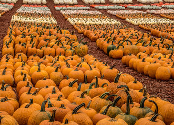 High angle view of pumpkins on field