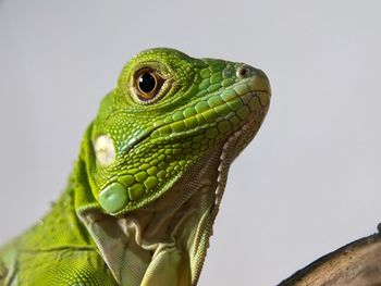 animal themes