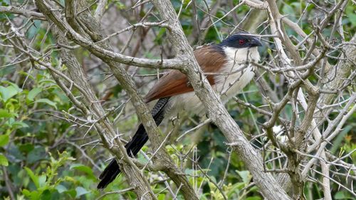 Close-up of bird perching on tree