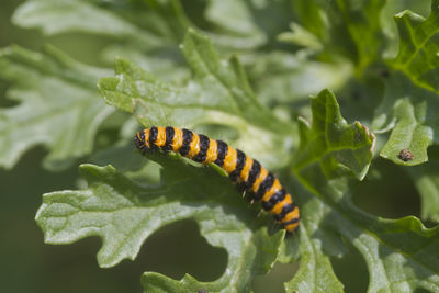 Close-up of insect on leaf