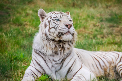 Tiger in a field