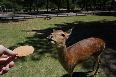 Full length of hand feeding deer on field