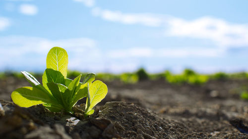 Close-up of small plant growing on field