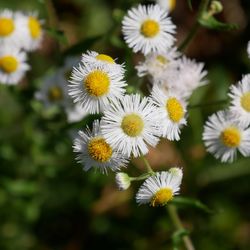 Close-up of yellow flowers blooming outdoors