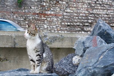 Cat sitting on wall