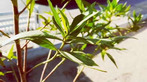 Close-up of potted plant