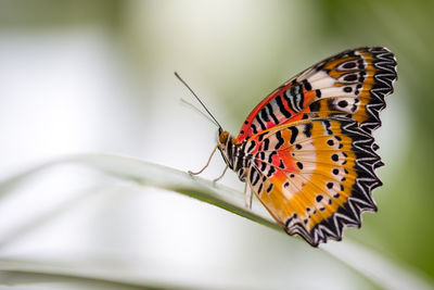 Butterfly pollinating flower