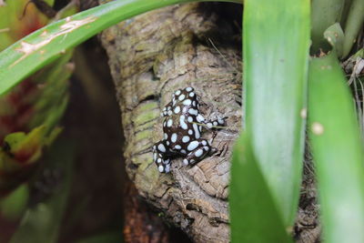 Close-up of butterfly on leaf