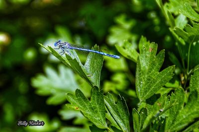 Close-up of insect on leaf