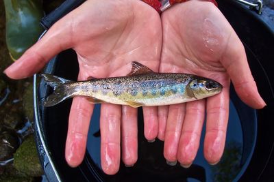 Close-up of hand holding fish