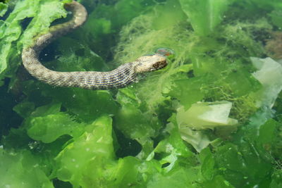 High angle view of turtle in sea