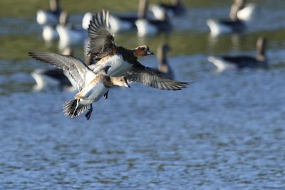Bird flying over lake