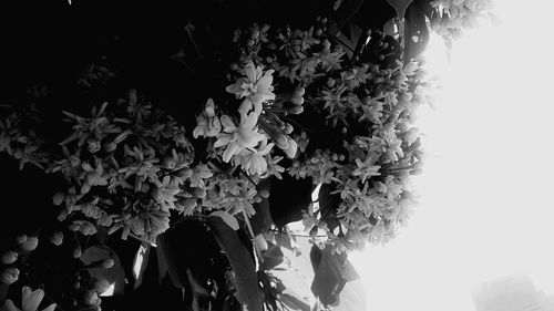 Low angle view of plants