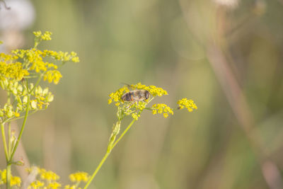 Close-up of bee pollinating on yellow flower