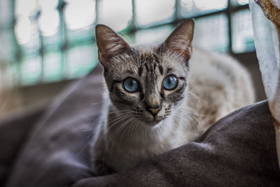 Portrait of cat relaxing on couch