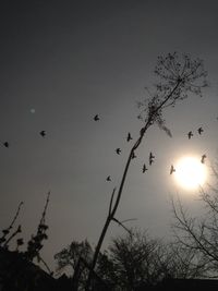 Low angle view of trees against sky during sunset