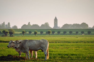 Cows on field against clear sky