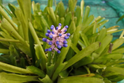 Close-up of purple flowering plant