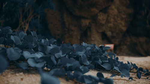 Low section of man standing on rock
