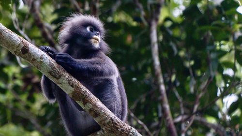 Close-up of monkey