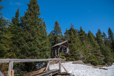 Pine trees in forest against sky