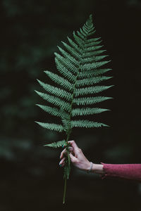 Close-up of hand holding leaf at night