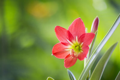 Close-up of pink flower