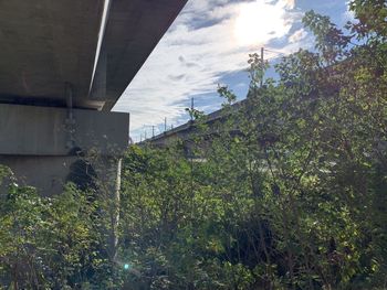 Low angle view of trees and buildings in town