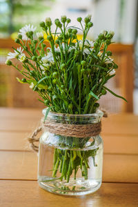 plant