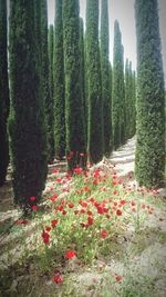 Flowering plants and trees on field in forest