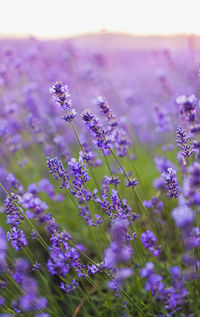 Close-up of purple flowering plants on field