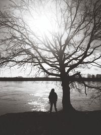 Silhouette of trees at sunset