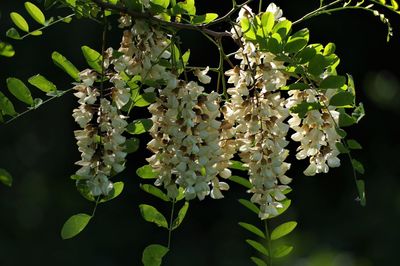 Close-up of white flowering plant