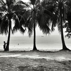 Palm trees on beach