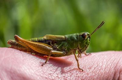 Close-up of dragonfly on hand