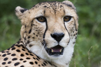 Close-up portrait of a cat