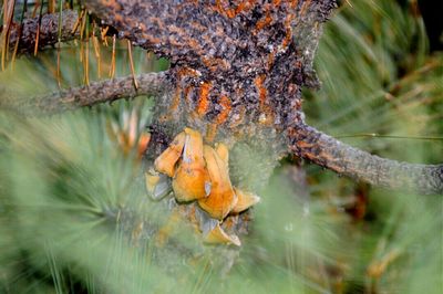 Close up of tree trunk in water