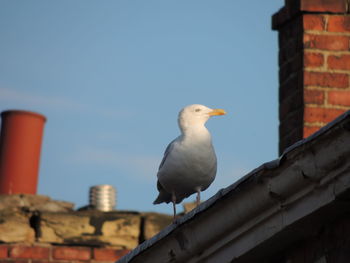 Low angle view of seagull perching on roof against building