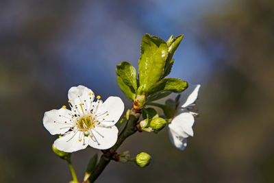 Close-up of white flowering plant