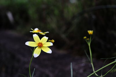 Close-up of yellow flowering plant on field