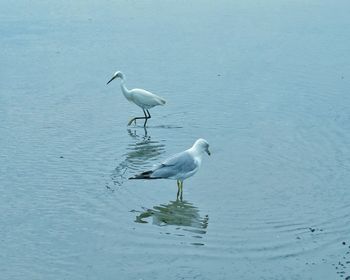 Seagulls on a sea