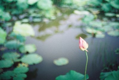 Close-up of flower blooming in lake