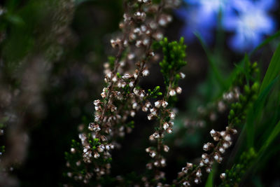 Close-up of flowers