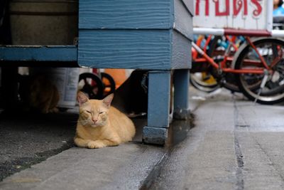 Portrait of cat sitting on street