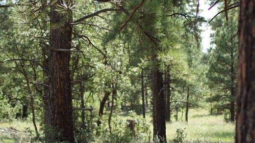 Trees in forest