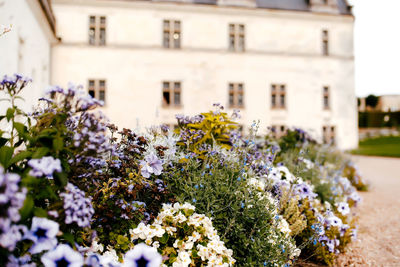 Close-up of white flowering plant against building