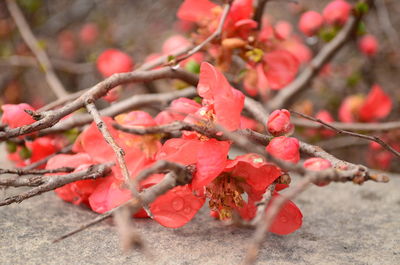 Close-up of red leaves on tree